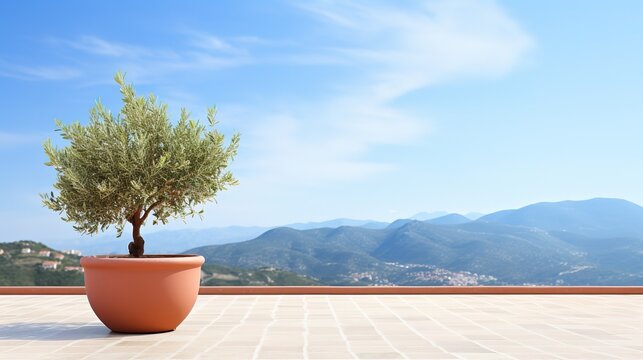 Olive Tree in Terra Cotta Clay Pot on White Terrace