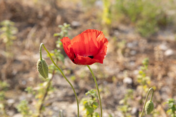 red poppy in a field