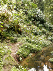 Small river at Botanical Garden of Ribeira do Guilherme, São Miguel Island.