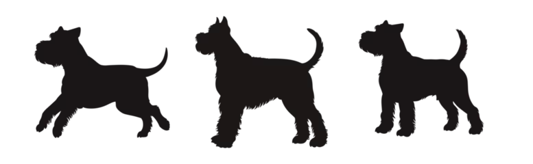 Fotobehang Set of  schnauzer silhouette, dog silhouette - vector illustration © KR Studio