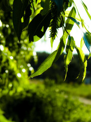 Close up of branch with green leaves.