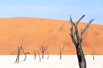 Fototapeta na wymiar Dead tree in Namibian desert
