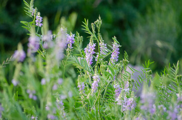 planta verde con flores viletas lilas