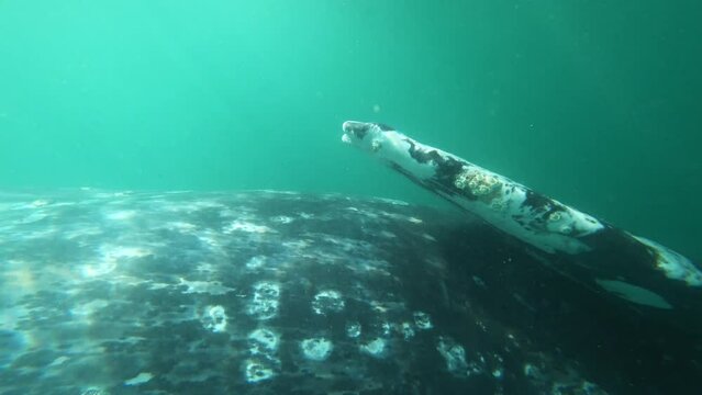 Closeup view of gray whale swimming underwater. Large marine creature swimming. Underwater footage