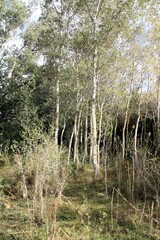 silver birch forest with saplings