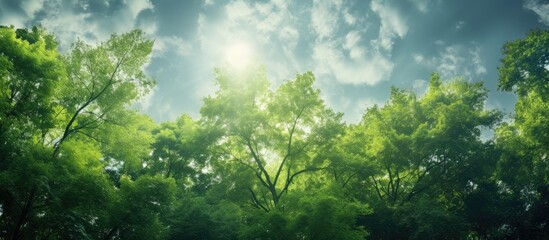 Obraz premium On a sunny summer day the sky stretched out above the verdant outdoor scene where the light filtered through a canopy of trees casting a soothing green hue on the wood below