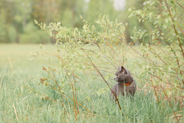 Beautiful Russian Blue cat walks on green meadow on sunny day in spring. Cautious cat hunts in nature. Selective focus. High quality photo
