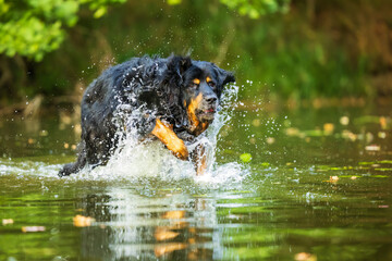 black and gold Hovie dog running down the river and the water splashing around