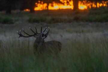 the red deer (Cervus elaphus) in rutting season challenge of rivals at sunrise