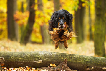 black and gold Hovie dog he jumps beautifully over the tree, he looks like he's flying