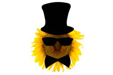 Blooming yellow sunflower wearing a hat, sunglasses and bow tie (close-up) on a transparent background