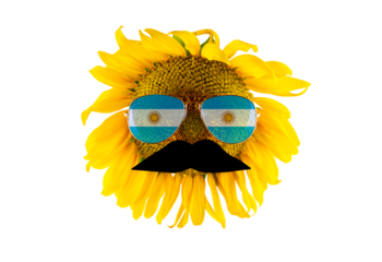 Sunflower with a mustache and glasses in the form of the Argentina flag (close-up) on a transparent background. The largest producer of vegetable oil