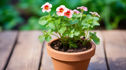 Fototapeta na wymiar Beautiful flower in a pot