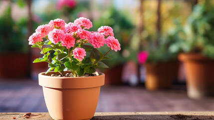 Beautiful flower in a pot