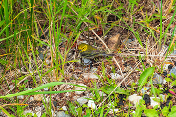 A Black Throated Green Warbler Gathering Nest Material