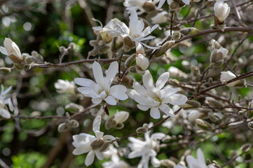 Star Magnolia stellata early spring flowering shrub, flowers with bright white tepals on branches in bloom