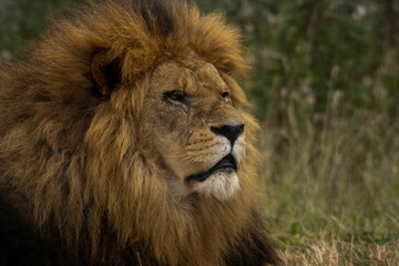 Obraz premium Portrait of a lion (Panthera leo) resting on the grass
