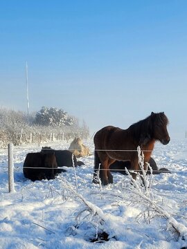Vertical shot of horses lying on a snow-covered field, protected with fences on a winter day