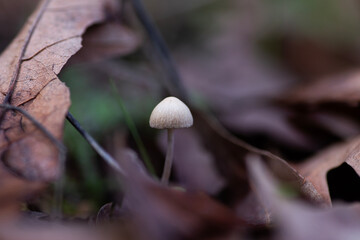 Dream Under the Forest: Journey with Mushroom Photographs, fungi