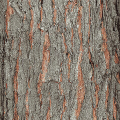 Vector illustration of Maple bark close-up. The Latin name is Acer saccharum. Acer barrel texture. Background from living wood. Skin of the forest nature.
 - obrazy, fototapety, plakaty