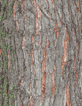 Vector illustration of Maple bark close-up. The Latin name is Acer saccharum. Acer barrel texture. Background from living wood. Skin of the forest nature.
