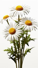 Fototapeta premium saadghani_chamomile__transparent_white_background_png_soft_stud_79f92b49 UHDWellpaper