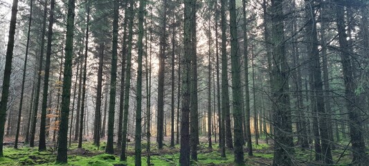 Beautiful view of  tall trees in a forest with fresh grass during sunrise