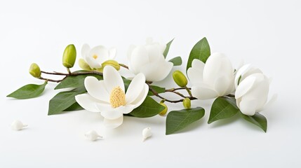 A blooming jasmine, magnolia or gardenia flower on a sprig with buds and green leaves. Illustration for cover, card, postcard, interior design, brochure or presentation. - obrazy, fototapety, plakaty