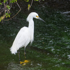 Little Egret