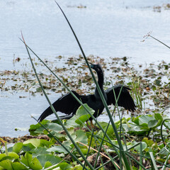 Drying Wings