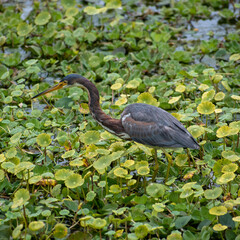 Heron in a Pond
