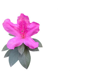 Blooming pink azalea flowers close-up, a plant genus Rhododendron.  Cut out and isolated.