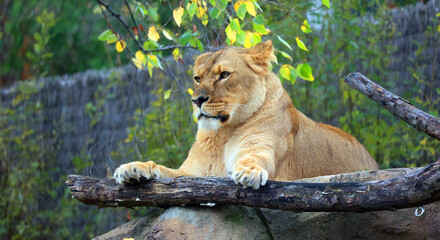 Lion is one of the four big cats in the genus Panthera, and a member of the family Felidae. With...