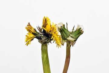 Fused dandelions. Abnormality of plant growth, fasciation, caused by genetic mutation or other...