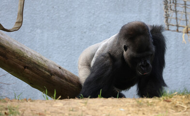 Gorillas are ground-dwelling, predominantly herbivorous apes that inhabit the forests of central Africa. The DNA of gorillas is highly similar to that of humans, from 95–99% 