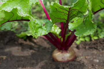 beetroot growing in the garden with close up after the rain