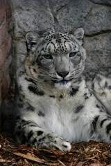 Vertical shot of white tiger relaxing against gray stony wall