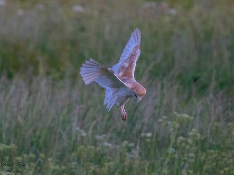 Barn Owl flying over a field and hunting in Scunthorpe, UK