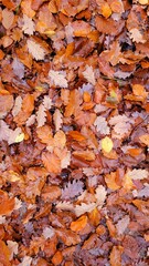 Top view of dried oak leaves fallen on the ground - autumn concept