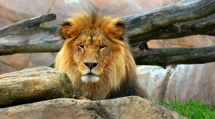 Lion is one of the four big cats in the genus Panthera, and a member of the family Felidae. With...