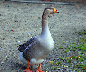 The African Goose in wild, is a breed of goose. The African goose breed most likely originated in China, despite the name.