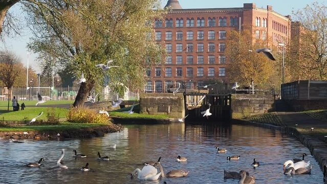Birds flying over a pond with ducks swimming in it at Ashton Canal Manchester England