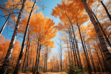 An enchanting forest scene with vibrant orange leaves adorning tall trees, set against a clear blue sky, celebrating the beauty of the fall season.