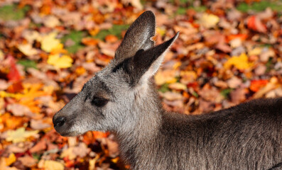 The kangaroo is a marsupial from the family Macropodidae (macropods, meaning 'large foot').