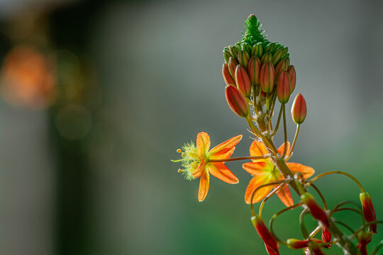 flower of a plant