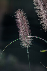 photo of fountain grass in autumn