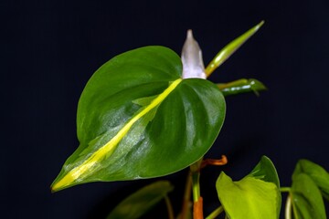 Leaf of a heartleaf philodendron, Philodendron scandens