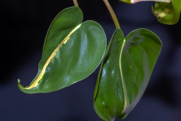 Leaf of a heartleaf philodendron, Philodendron scandens