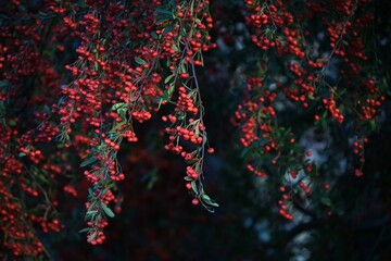Pyracantha (Fire thorn) berries. Rosaceae evergreen shrub. White flowers bloom in early summer and the berries ripen red from fall to winter. - obrazy, fototapety, plakaty