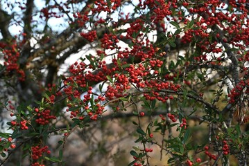 Pyracantha (Fire thorn) berries. Rosaceae evergreen shrub. White flowers bloom in early summer and the berries ripen red from fall to winter.